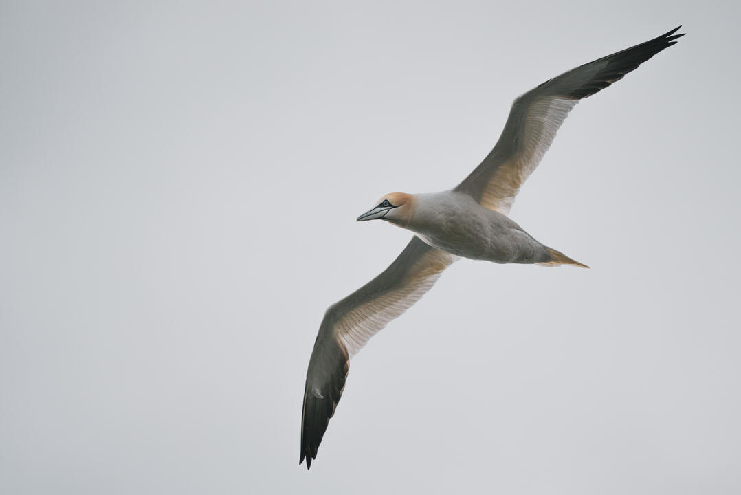 Northern gannet circling over Ramsey sound, Pembrokeshire