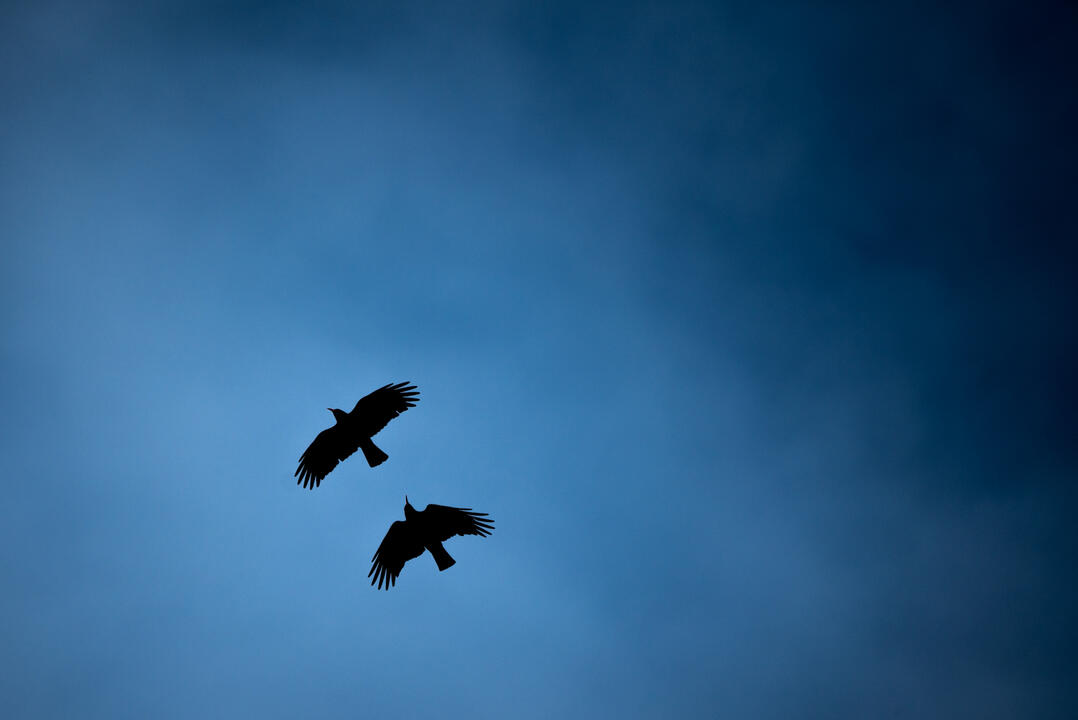 A pair of chough in flight over Ramsey sound, Pembrokeshire