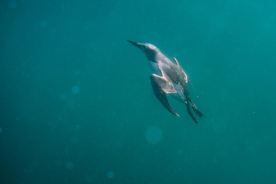 Guillemot diving underwater