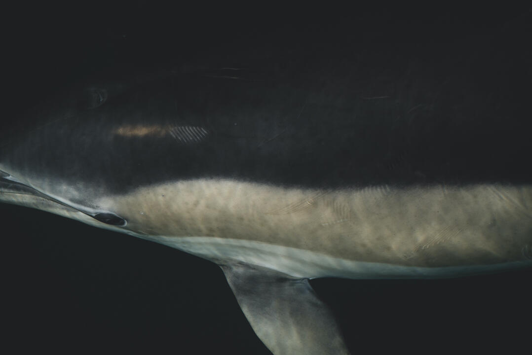 Common dolphin bow riding up-close, Brittany, France.