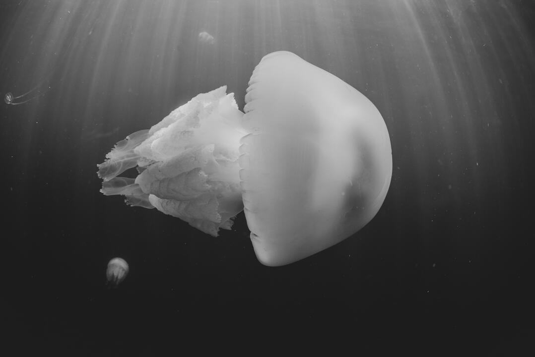 BW 5