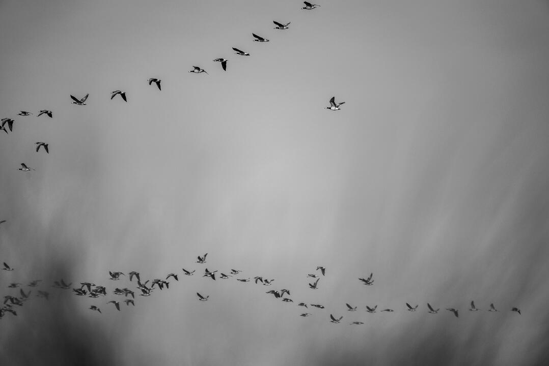 BW 9