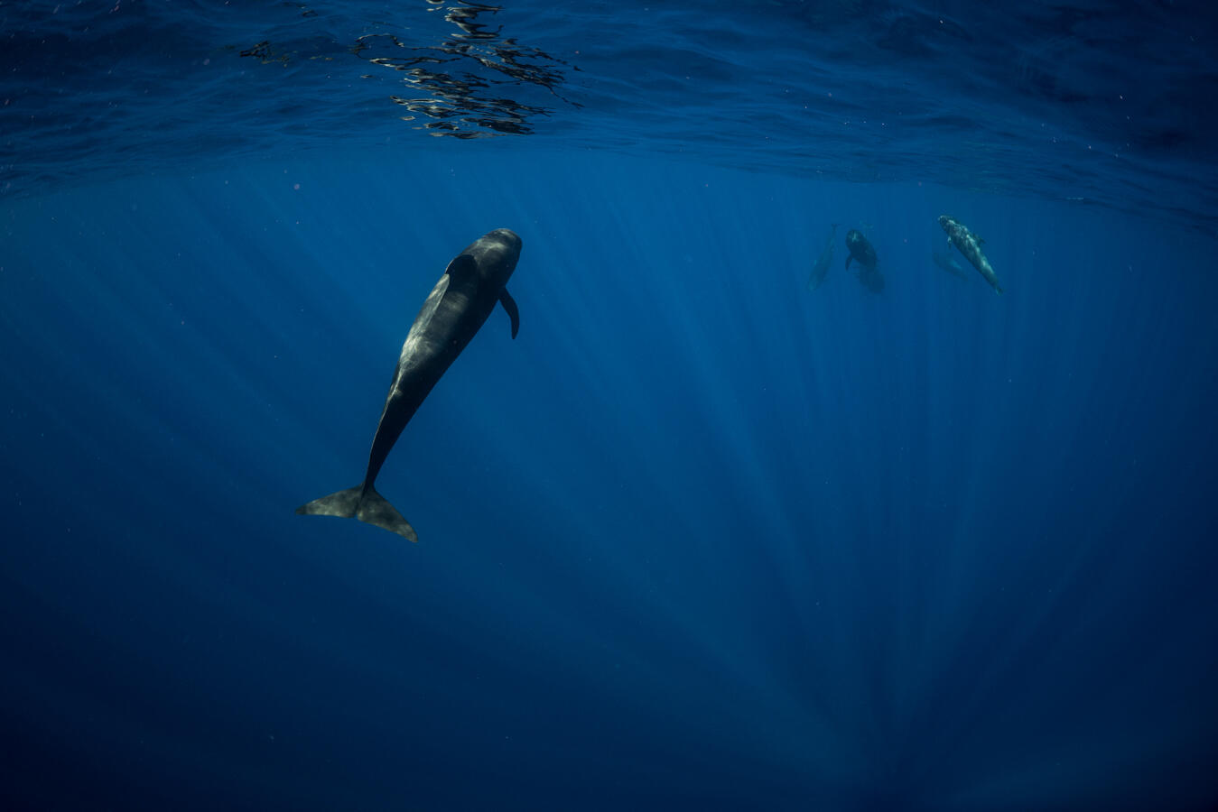 Short-finned pilot whale family in beams of light
